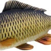 Gaby The Common Carp 64cm
